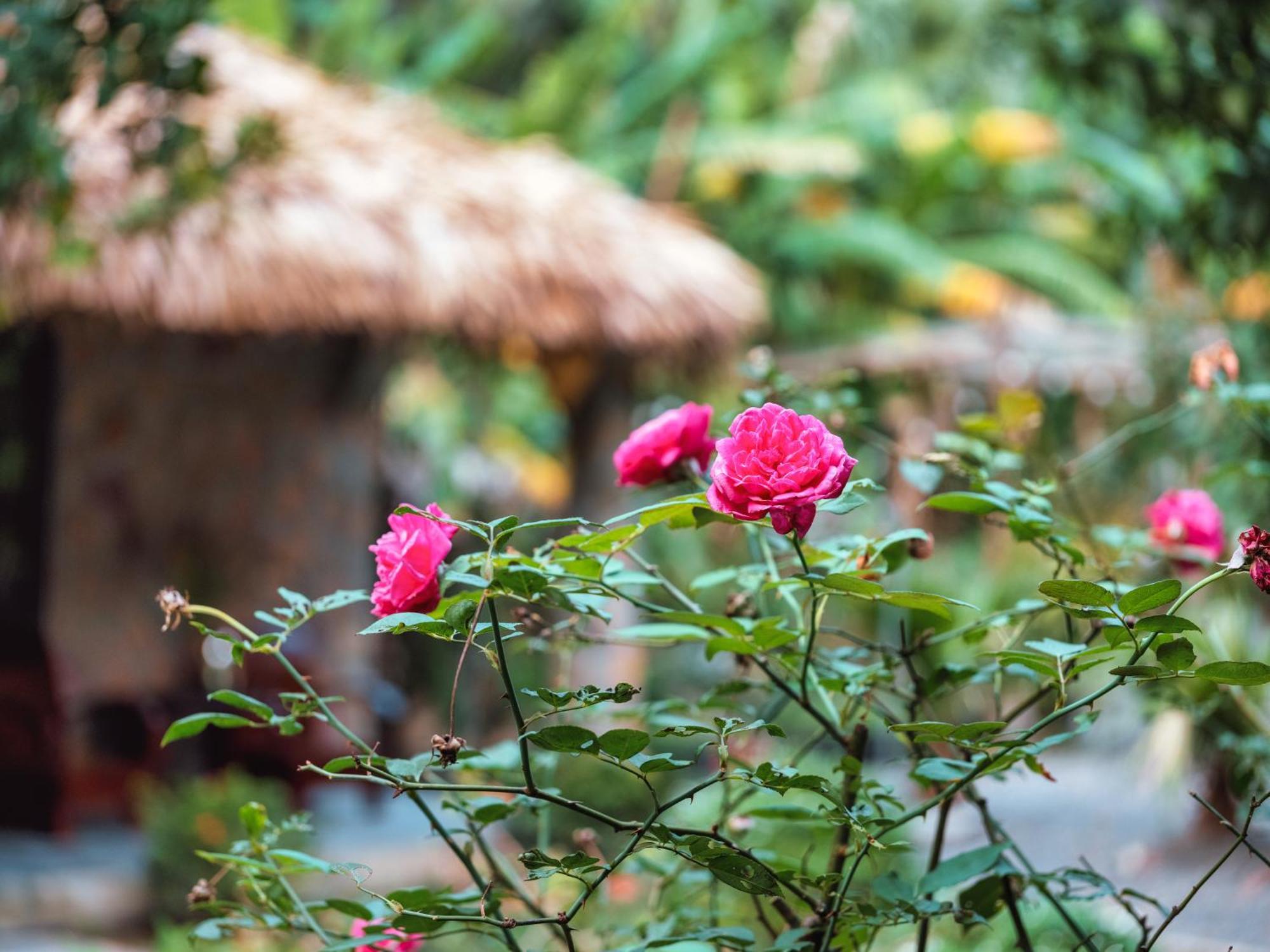 Cozy Beer Garden Homestay Ninh Binh Exterior photo